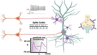 The computational power of the human brain